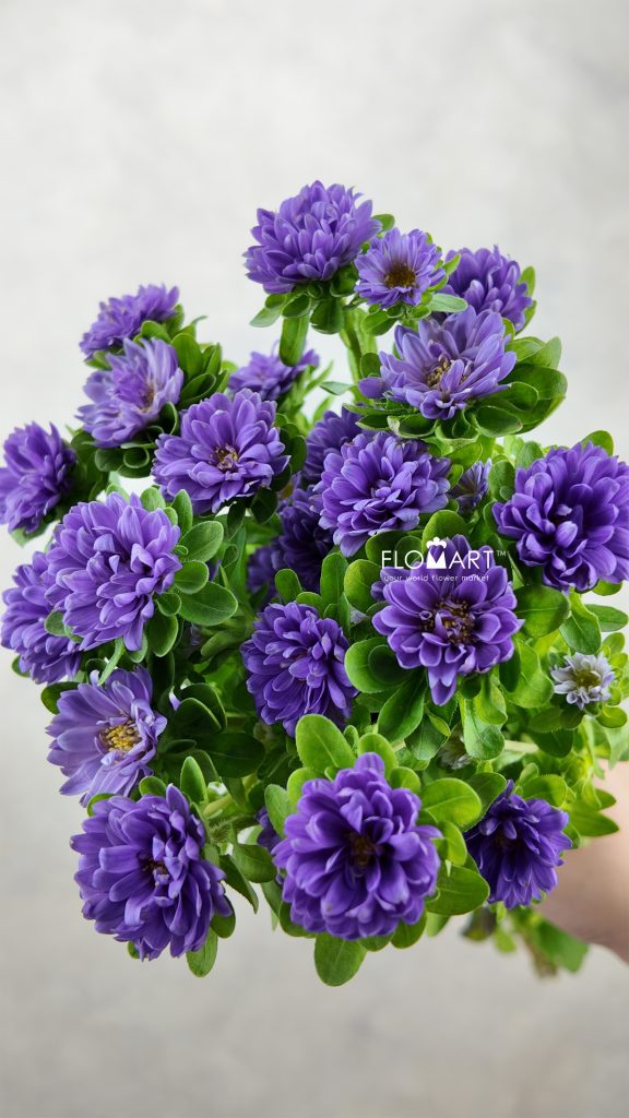 Sakura Daisy Purple