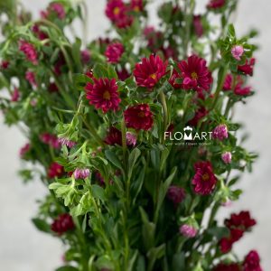 Sakura Daisy Red