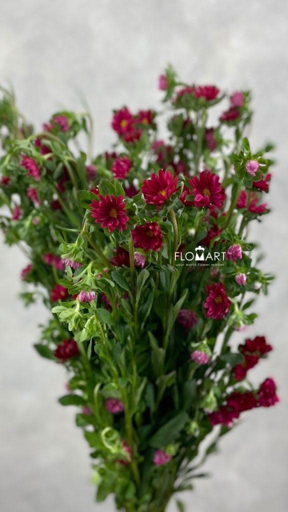 Sakura Daisy Red
