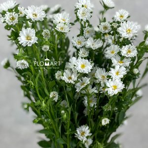 Sakura Daisy White