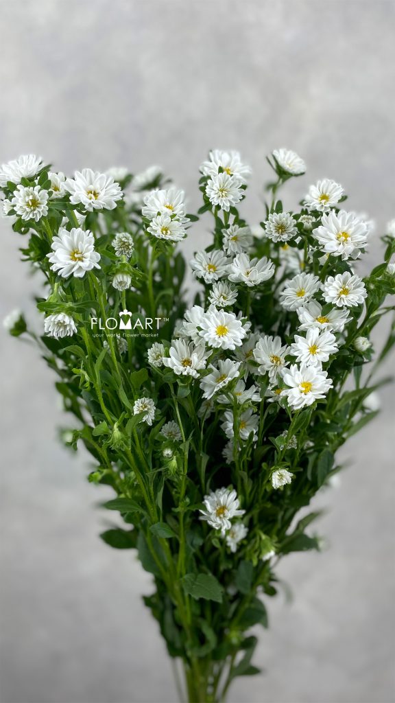 Sakura Daisy White