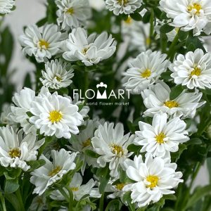 Sakura Daisy White - Image 2