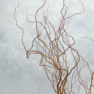 Salix Golden Curls