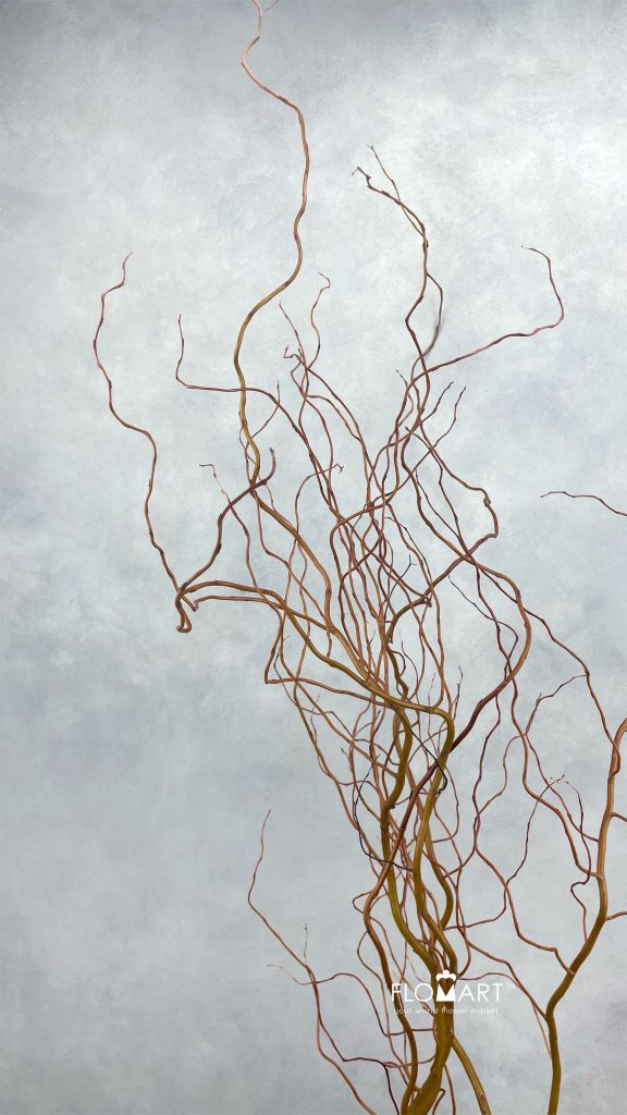 Salix Golden Curls