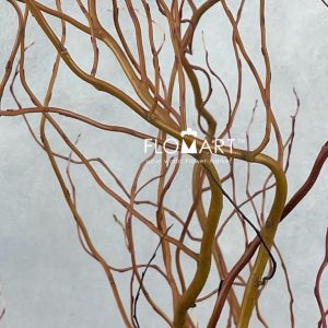 Salix Golden Curls - Image 2