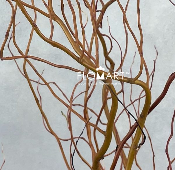 Salix Golden Curls