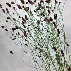 Sanguisorba Arnhem