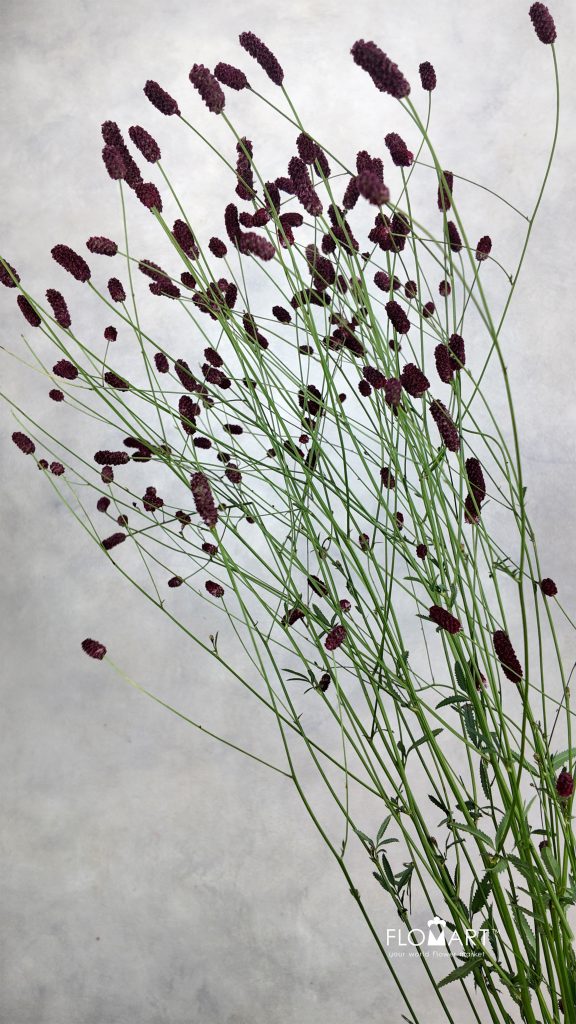 Sanguisorba Arnhem