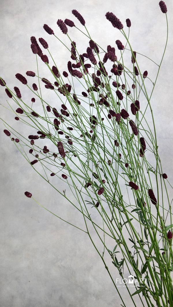 Sanguisorba Arnhem Sanguisorba Arnhem