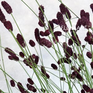 Sanguisorba Arnhem - Image 2