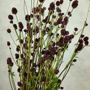Sanguisorba Cayanne Dark Red