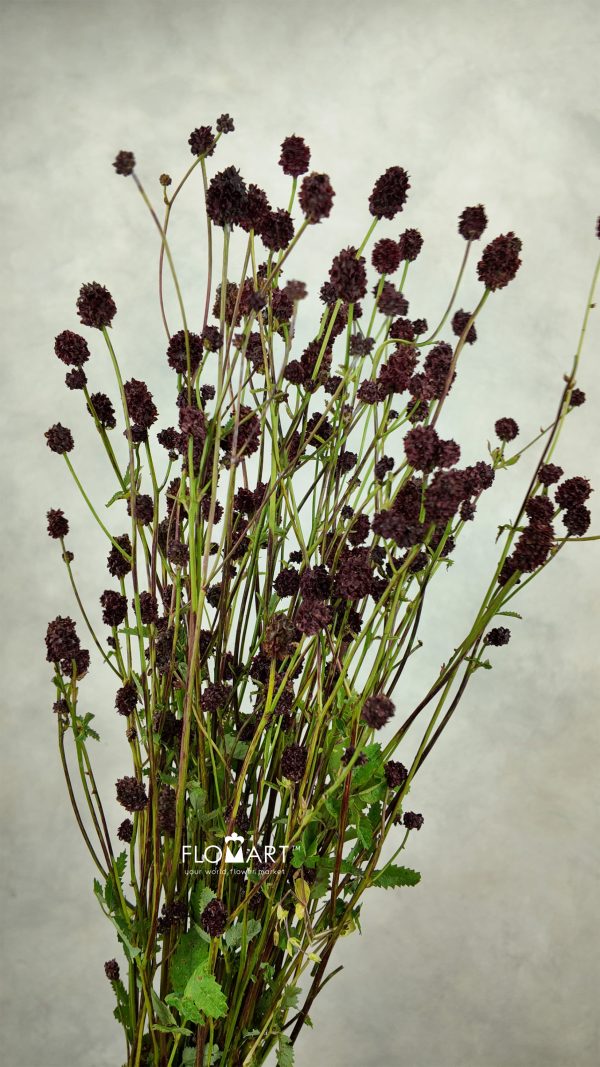 Sanguisorba Cayanne Dark Red