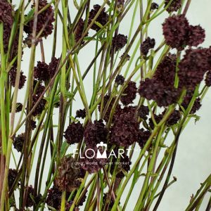 Sanguisorba Cayanne Dark Red - Image 2