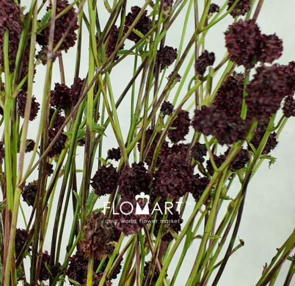Sanguisorba Cayanne Dark Red