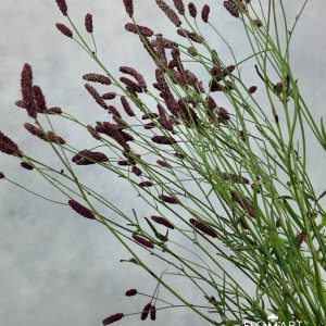 Sanguisorba Officinalis