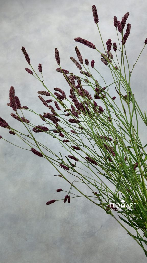 Sanguisorba Officinalis