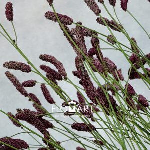 Sanguisorba Officinalis - Image 2