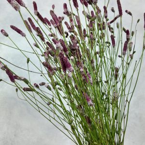 Sanguisorba Pink Tanna