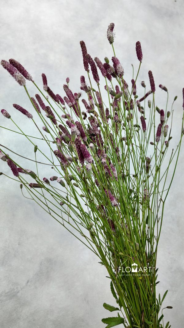 Sanguisorba Pink Tanna