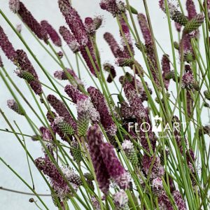 Sanguisorba Pink Tanna - Image 2