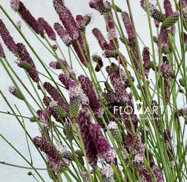 Sanguisorba Pink Tanna