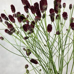Sanguisorba Red Dream