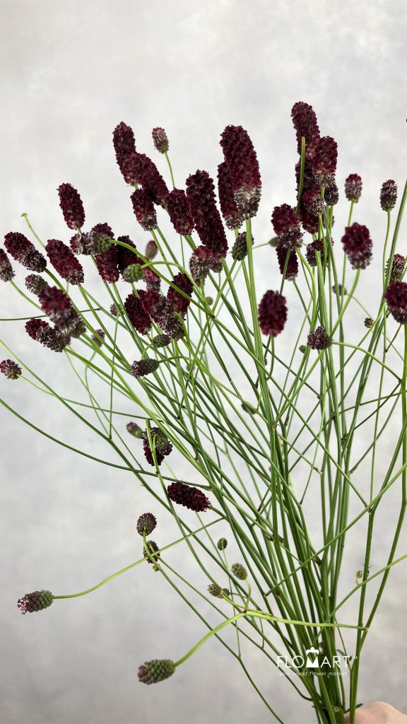 Sanguisorba Red Dream