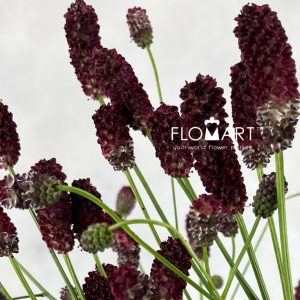 Sanguisorba Red Dream - Image 2