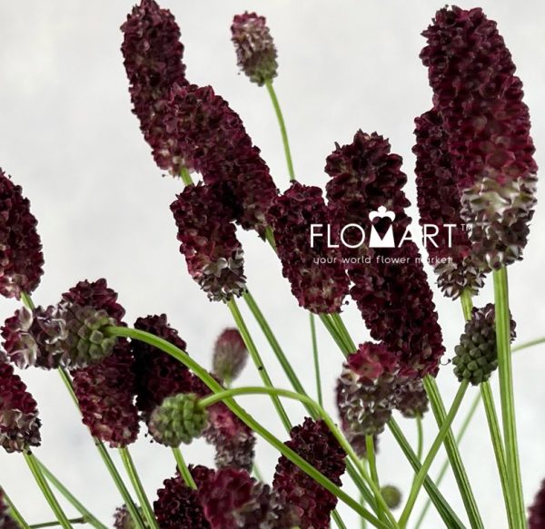 Sanguisorba Red Dream