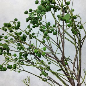 Sapium Sebiferum Green