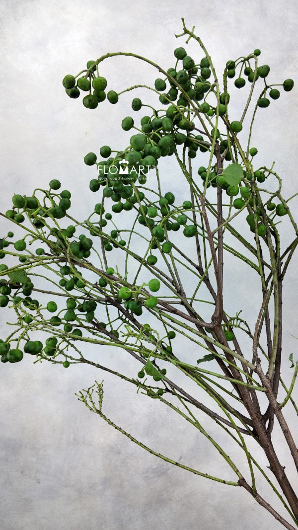 Sapium Sebiferum Green