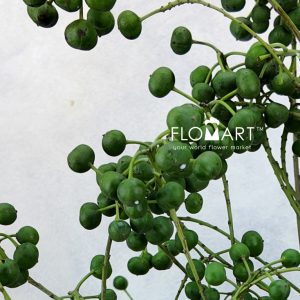 Sapium Sebiferum Green - Image 2