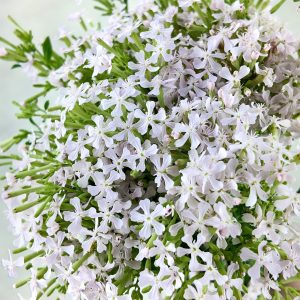 Saponaria Officinalis Linn