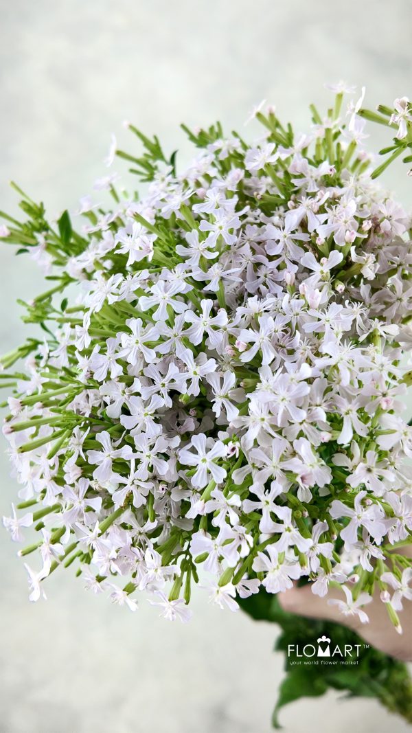 Saponaria Officinalis Linn