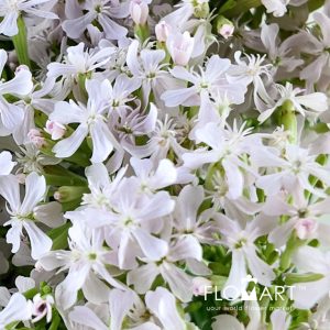 Saponaria Officinalis Linn - Image 2