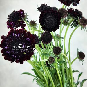 Scabiosa Black