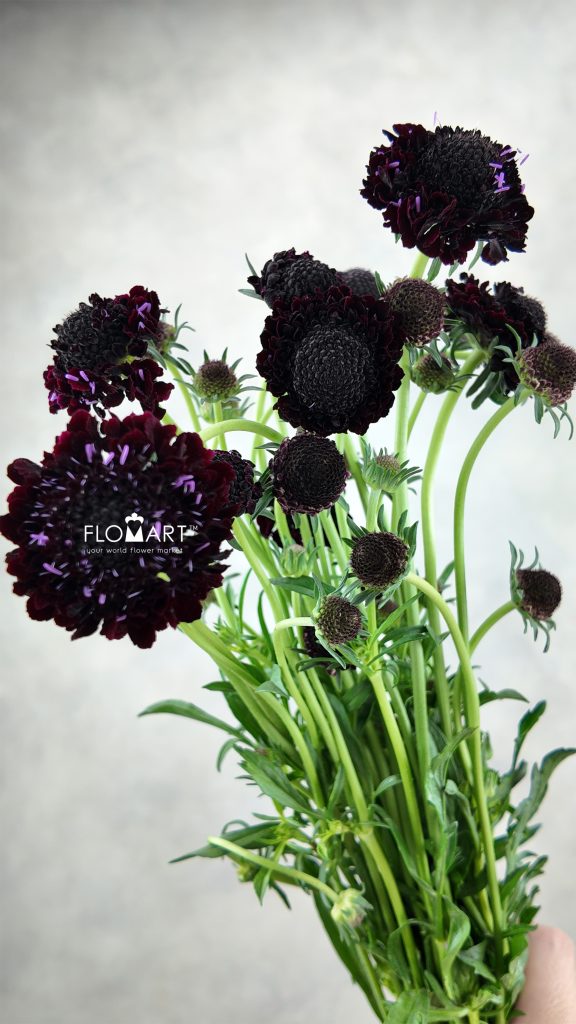 Scabiosa Black