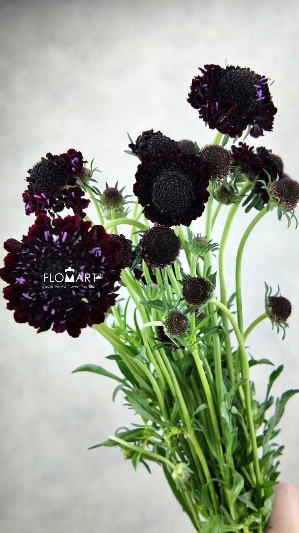 Scabiosa Black