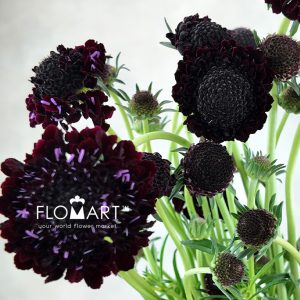 Scabiosa Black - Image 2