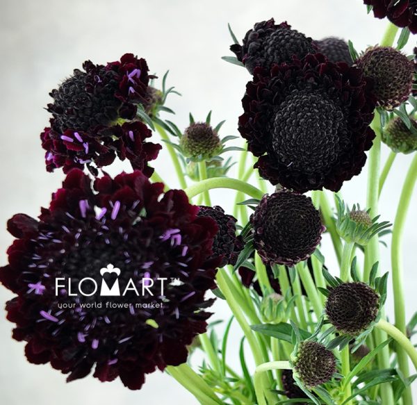 Scabiosa Black