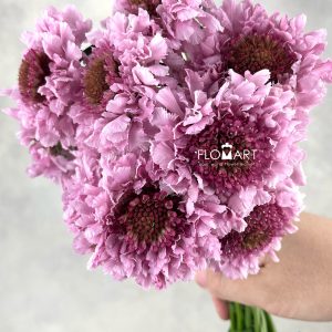 Scabiosa Candy Scoop