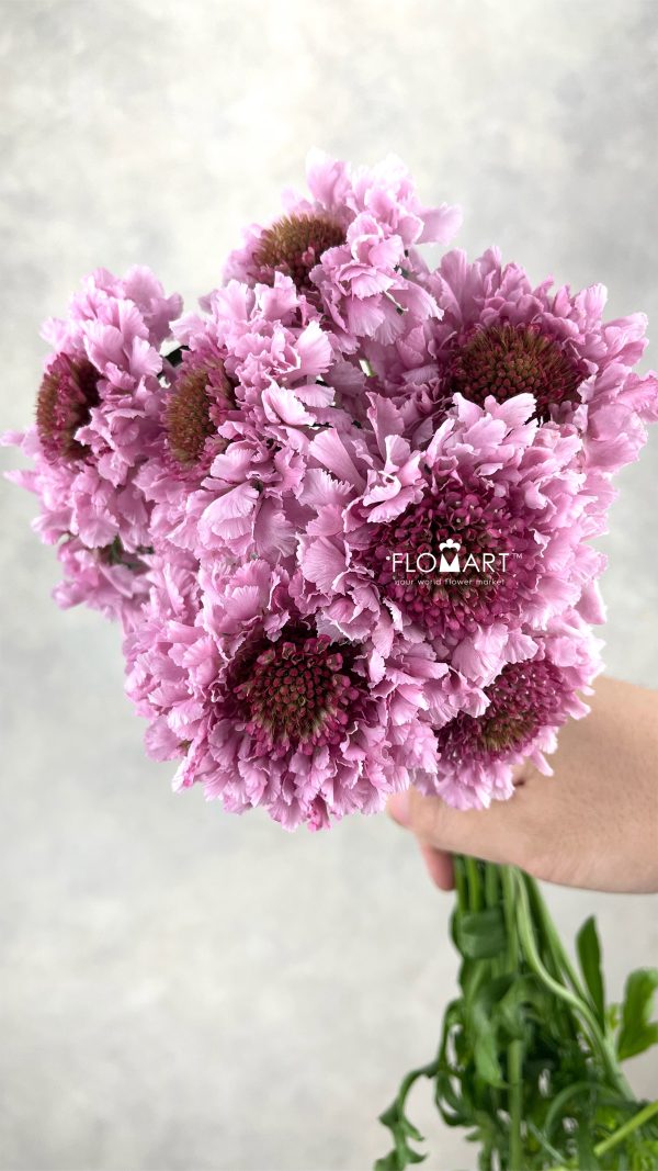 Scabiosa Candy Scoop