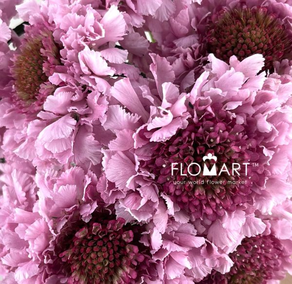 Scabiosa Candy Scoop
