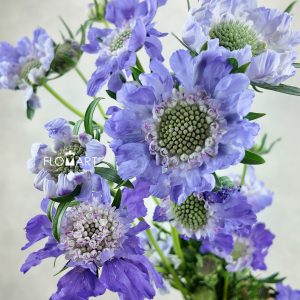Scabiosa Comosa Light Purple