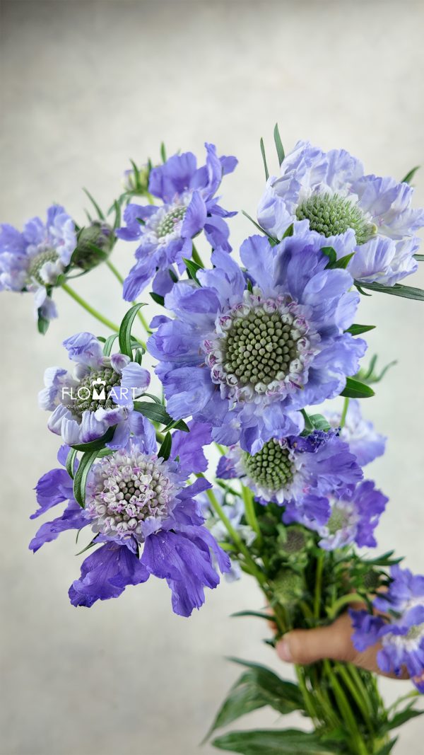 Scabiosa Comosa Light Purple