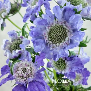 Scabiosa Comosa Light Purple - Image 2