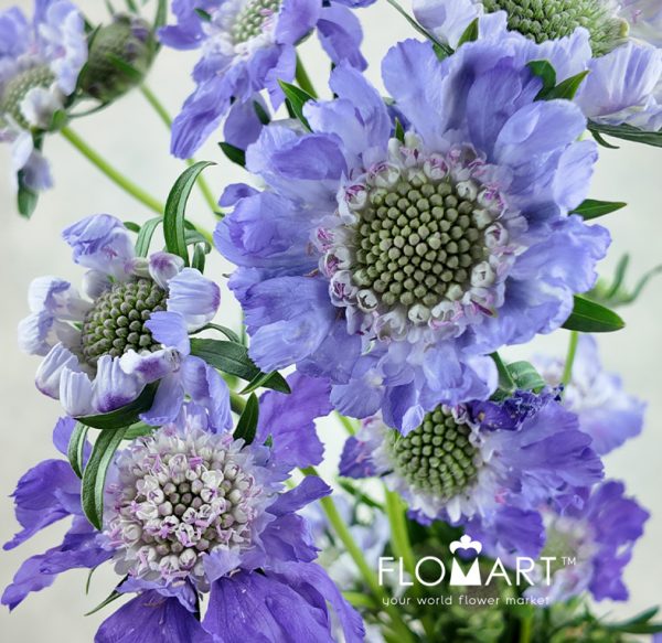 Scabiosa Comosa Light Purple