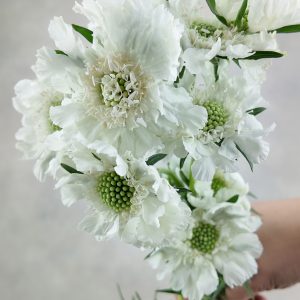 Scabiosa Comosa White