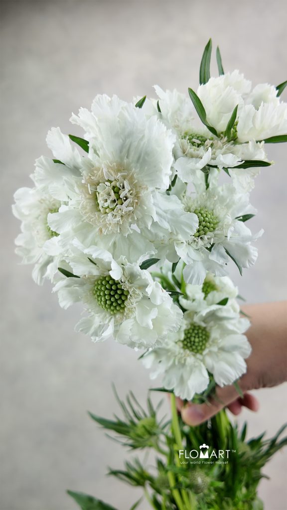 Scabiosa Comosa White