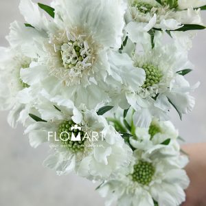 Scabiosa Comosa White - Image 2